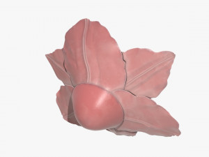 lily flower imitation Model 3D