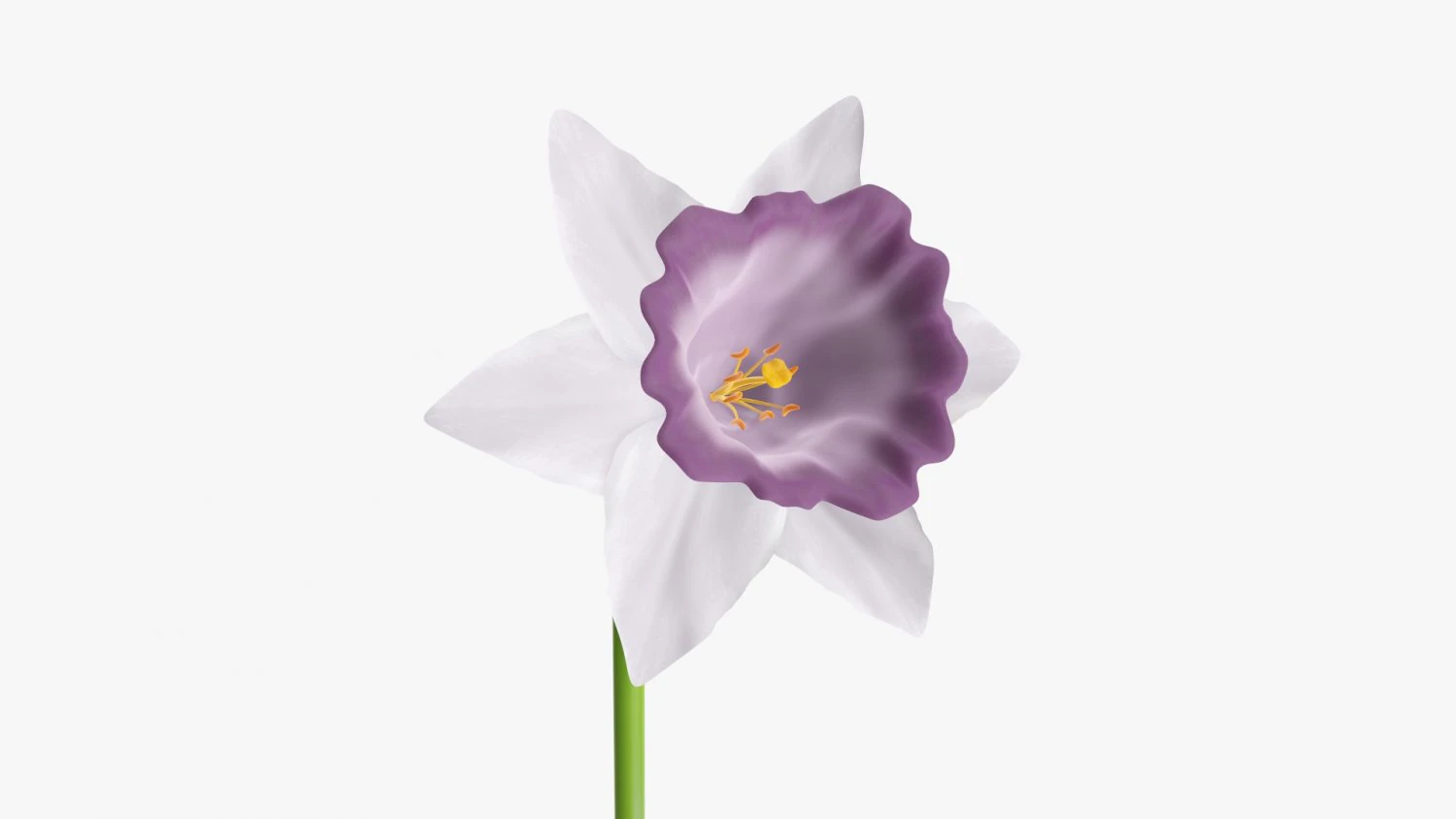 narcissus purple flower single 3D Model .c4d .max .obj .3ds .fbx .stl .blend 