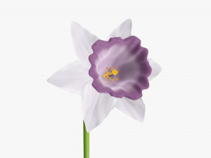 narcissus purple flower single 3D Model