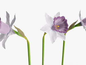 narcissus purple flower single 3D Model