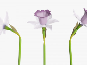 narcissus purple flower single Modèle 3D