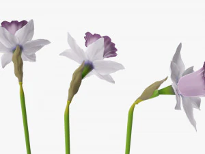 narcissus purple flower single 3D Model