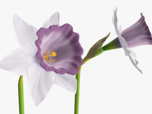 narcissus purple flower single Modèle 3D