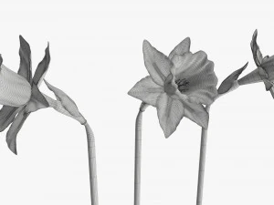narcissus purple flower single 3D Model
