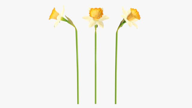 narcissus yellow flower single Model 3D .c4d .max .obj .3ds .fbx .stl .blend 