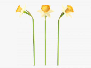 narcissus yellow flower single Modèle 3D