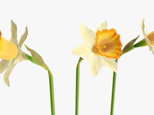 narcissus yellow flower single Model 3D