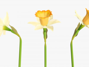 narcissus yellow flower single Model 3D