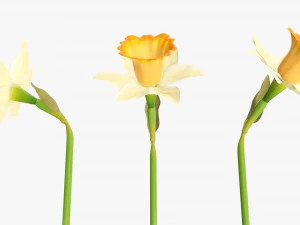 narcissus yellow flower single 3D Model