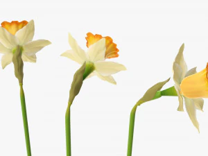 narcissus yellow flower single 3D Model