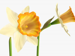 narcissus yellow flower single Model 3D