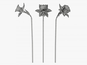 narcissus yellow flower single Model 3D