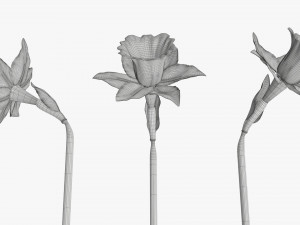 narcissus yellow flower single Model 3D