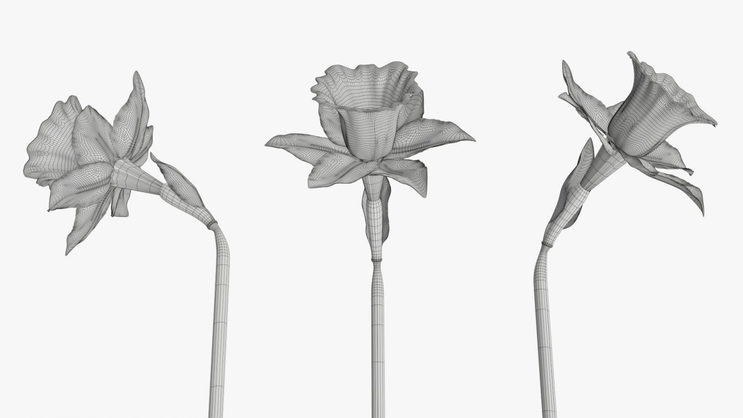 Narcissus Yellow Flower Single 3D Модель In Цветы 3DExport