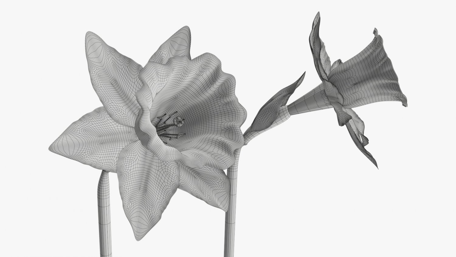 Narcissus Yellow Flower Single 3D Модель In Цветы 3DExport