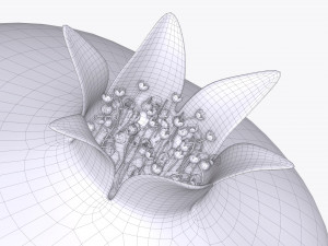 pomegranate ripe 3Dモデル