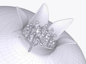 pomegranate ripe 3D Model