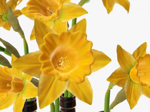 narcissus flower in a bottle vase 3D मॉडल