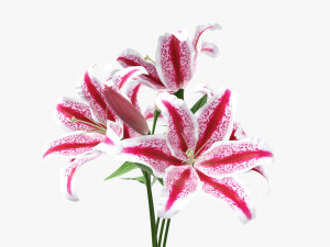 lily flowers bouquet 3D Model