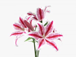 lily flowers bouquet 3D Model