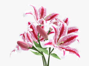 lily flowers bouquet 3D Model