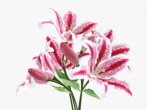 lily flowers bouquet 3D Model
