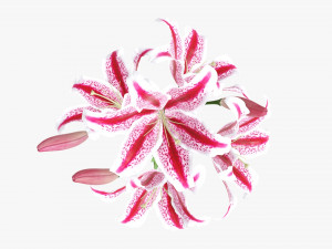 lily flowers bouquet 3D Model