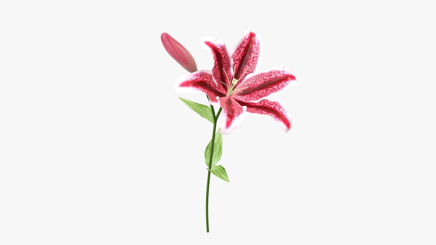 flower lily 01 3D Model .c4d .max .obj .3ds .fbx .stl .blend 