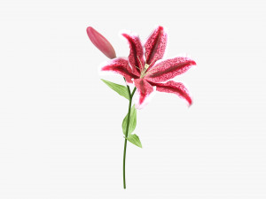 flower lily 01 3D Модель