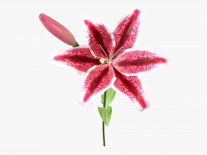 flower lily 01 3D 模型