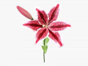 flower lily 01 3D Model