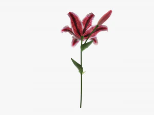 flower lily 01 3D Model