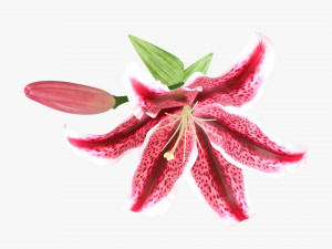 flower lily 01 3D 模型