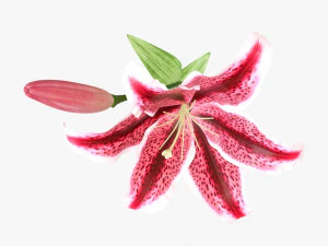 flower lily 01 3D Model