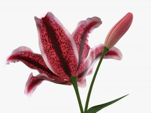 flower lily 01 3D Model