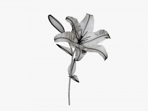 flower lily 01 3D 模型