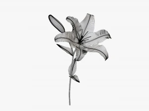 flower lily 01 3D Model