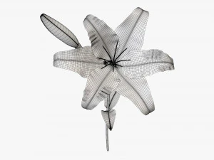 flower lily 01 3D Model