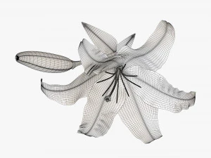 flower lily 01 3D Model