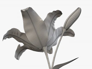 flower lily 01 3D Model