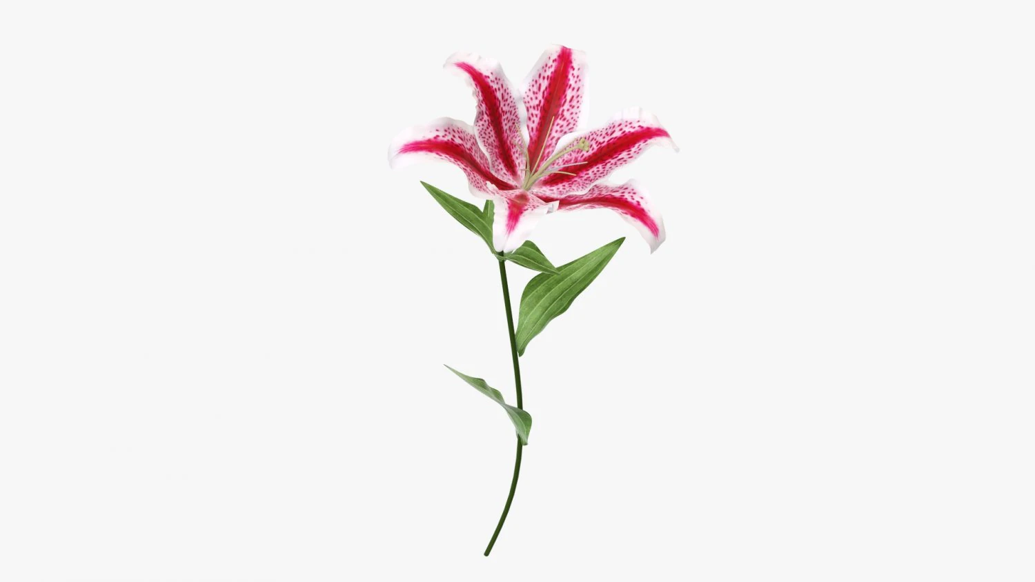 flower lily 02 3D Model .c4d .max .obj .3ds .fbx .stl .blend 