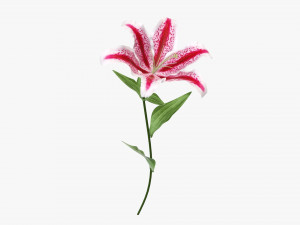 flower lily 02 3D Model