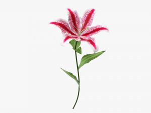 flower lily 02 Model 3D