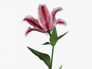 flower lily 02 Model 3D