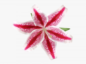 flower lily 02 Model 3D