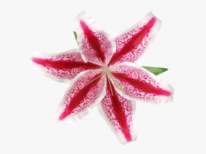flower lily 02 3D Model