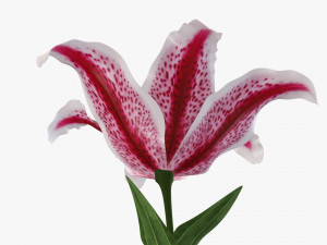 flower lily 02 Model 3D