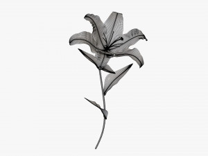 flower lily 02 Model 3D