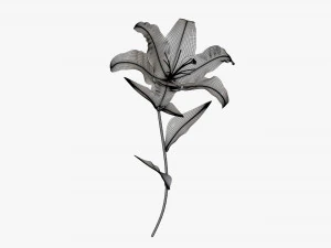 flower lily 02 3D Model