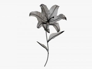 flower lily 02 Model 3D